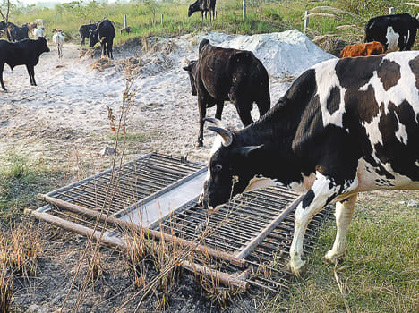 Gosadan's gate breaks out cattle in farrukhabad