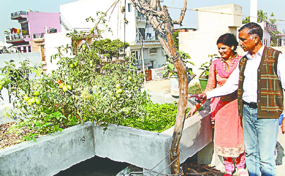 Tomatoes, fenugreek, eggplant and mustard grown on the roof of the house