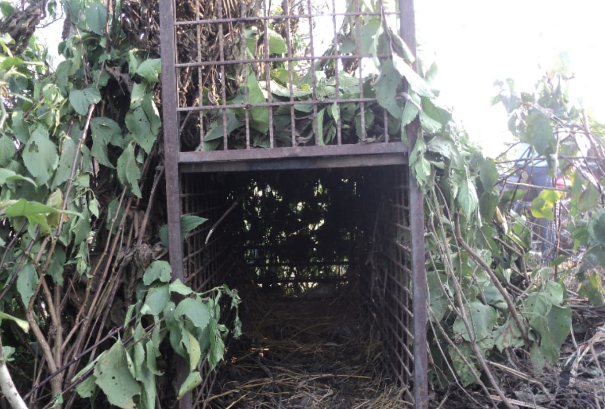 High alert after seen Leopard in Lakhimpur kheri
