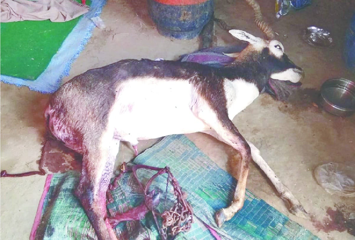 Black buck death in rabupura