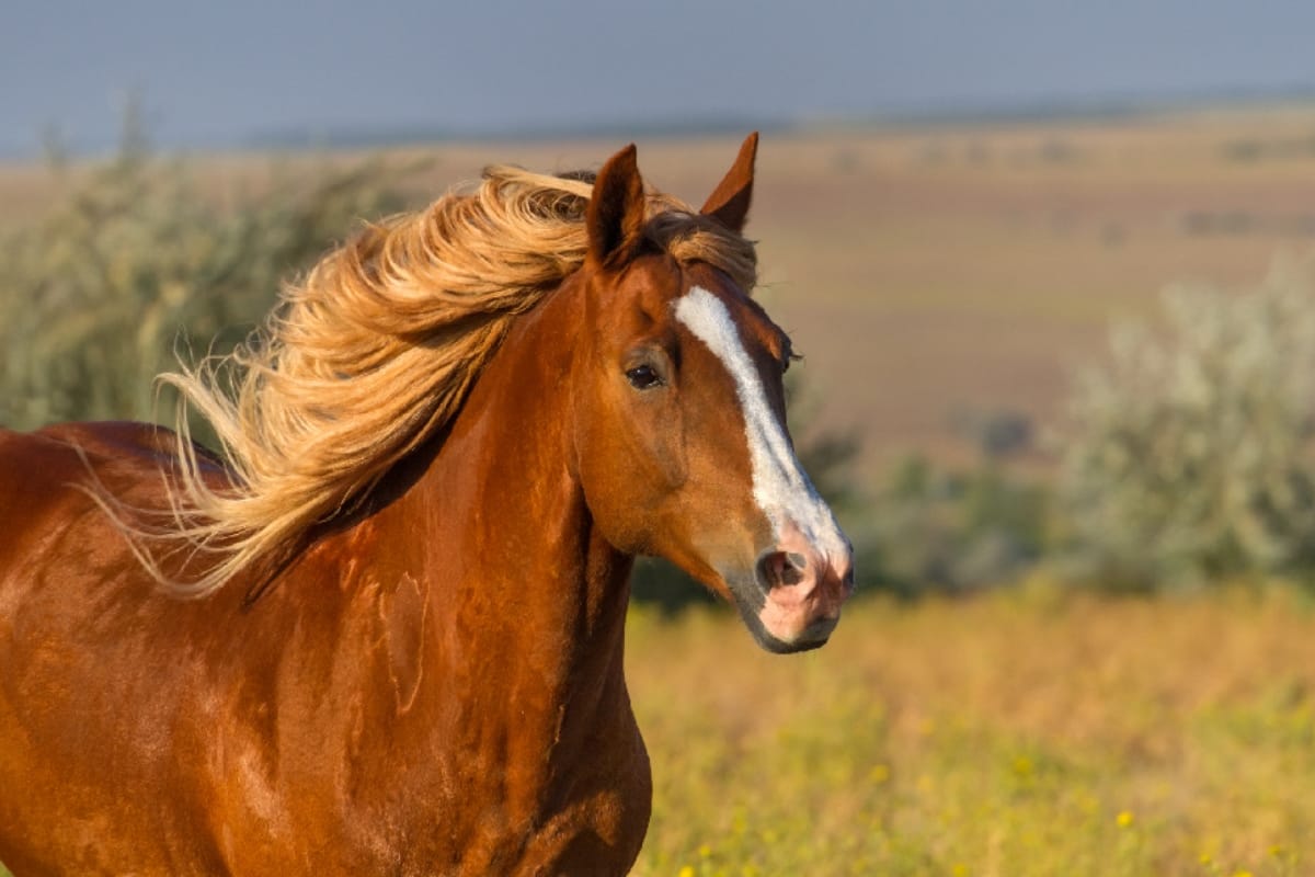Seven horses died due to noise and pollution in Bareilly