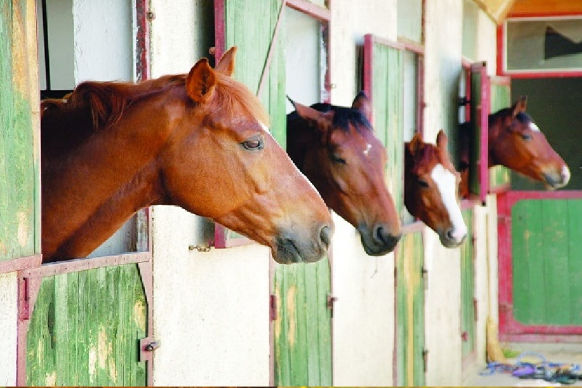 glanders in a horse in Jind,Confirmation in test in Hisar lab