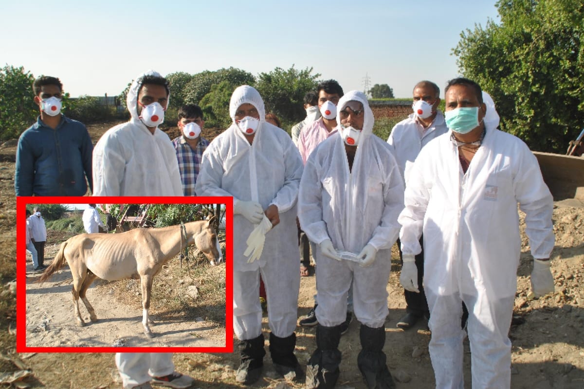 Terrorist may use Glanders Farcy as biological weapon meerut alert on dangerous disease of horses