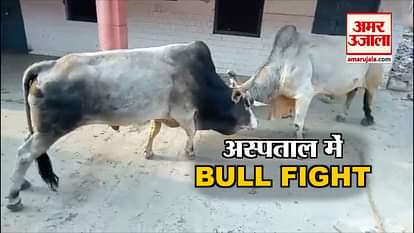 bull fight in hardoi district hospital