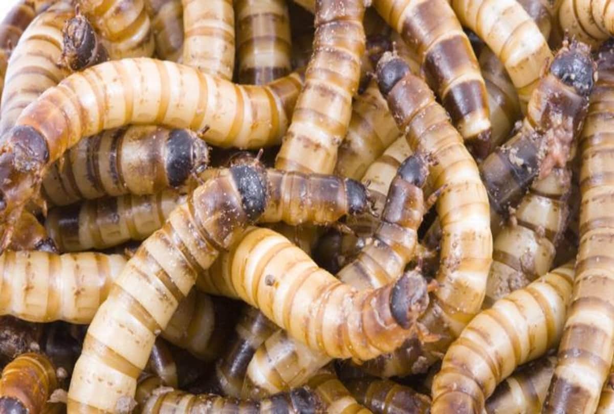 Weird Story Strange Thief Woman Steals Package Full Of Super Worms Viral Video