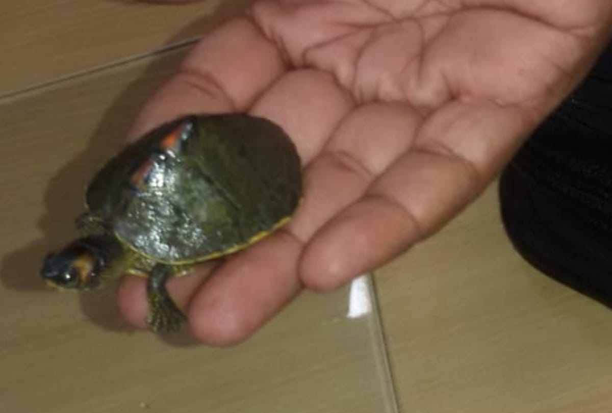 men are selling rare tortoises in lucknow