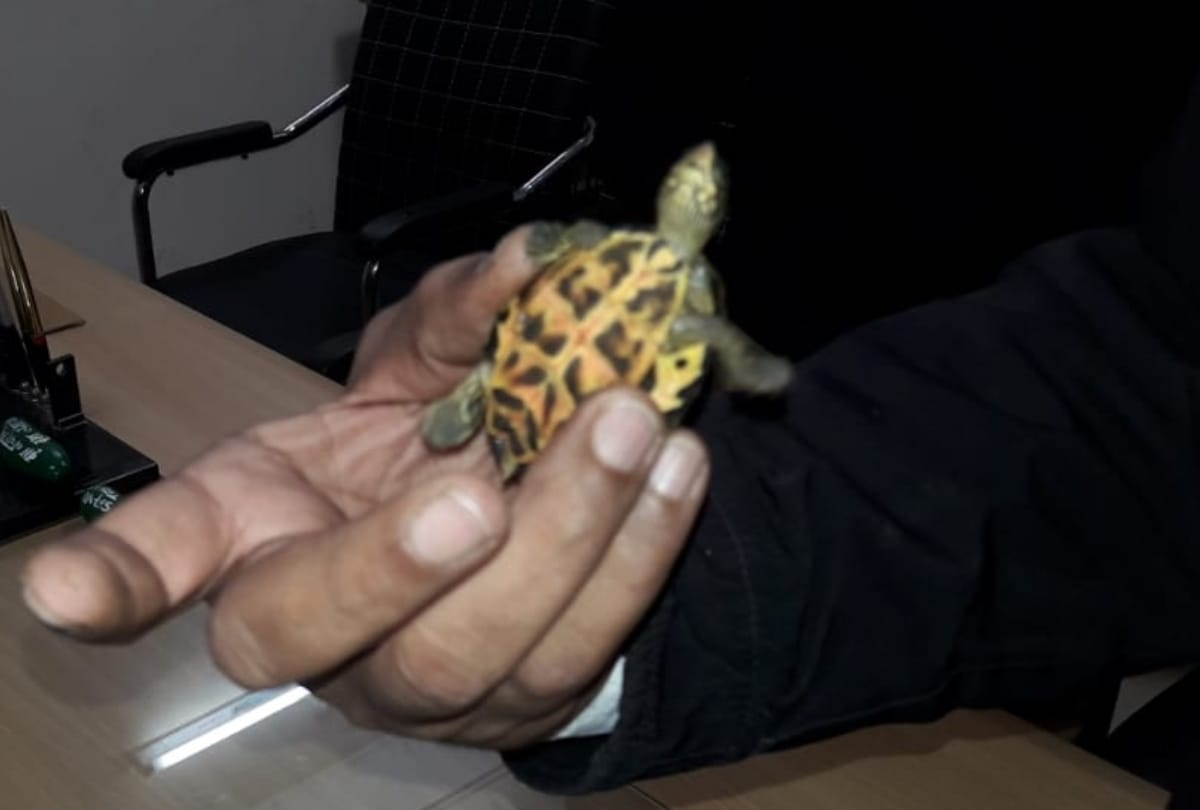 men are selling rare tortoises in lucknow