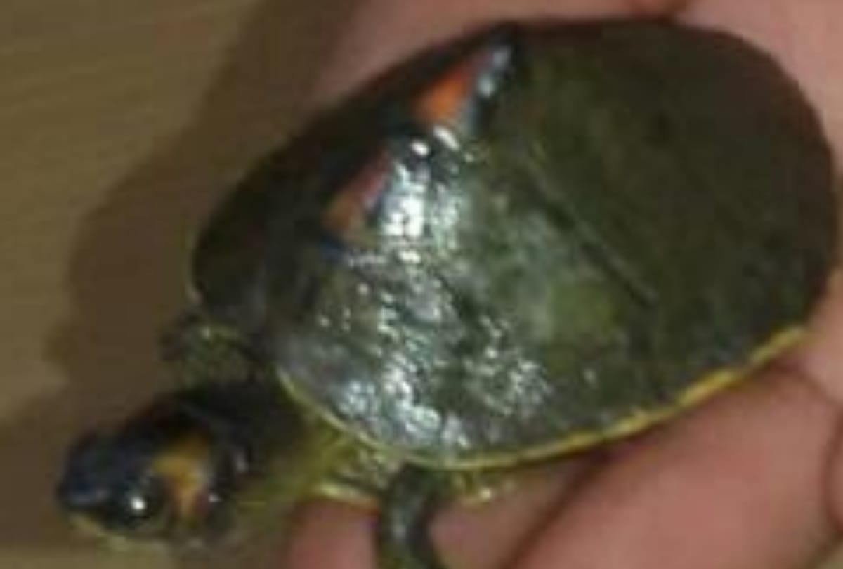 men are selling rare tortoises in lucknow