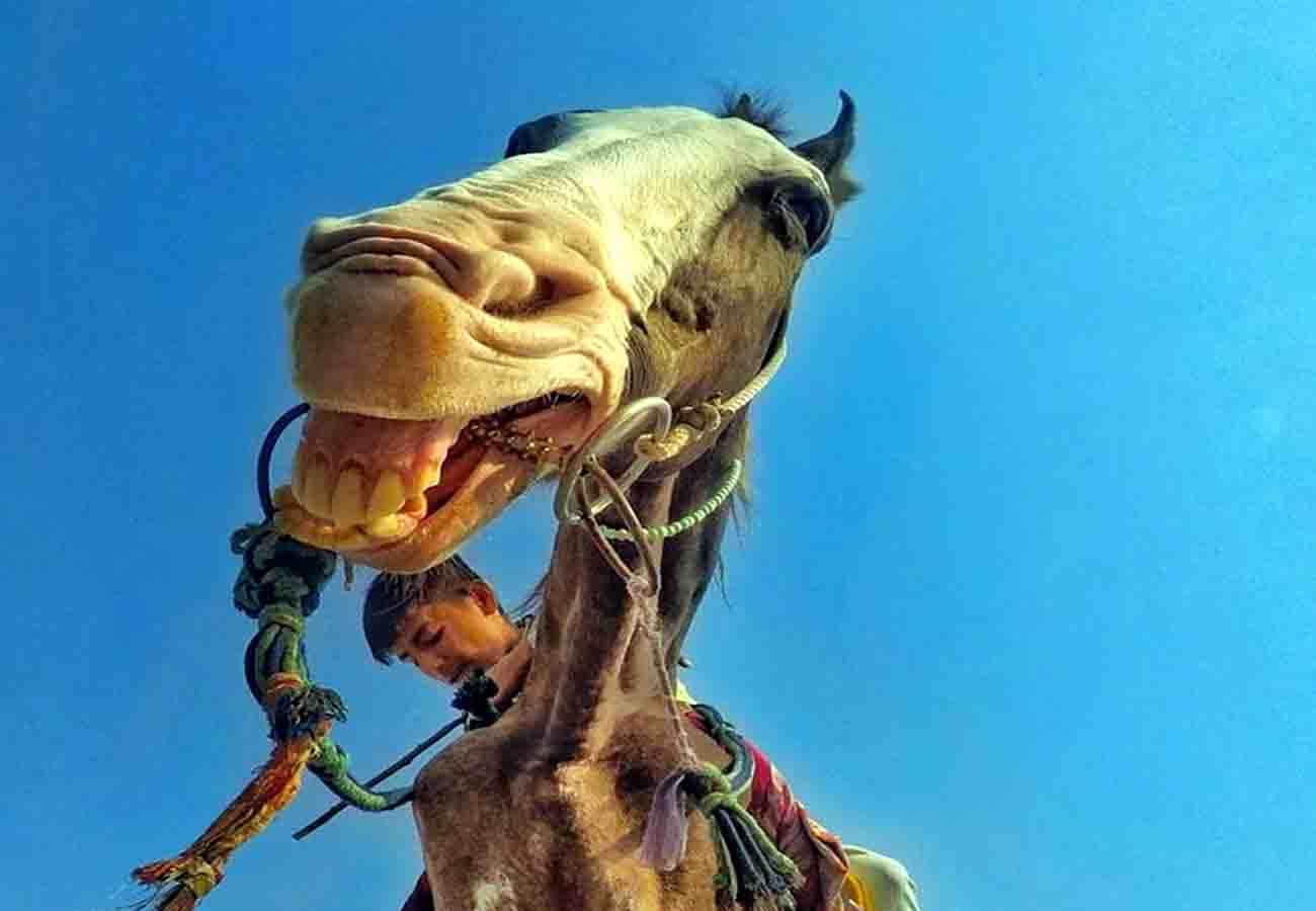 Photo of Laughing Horse Select for Camarana Academy Contest 2018