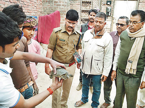 Smuggled turtles found in pond