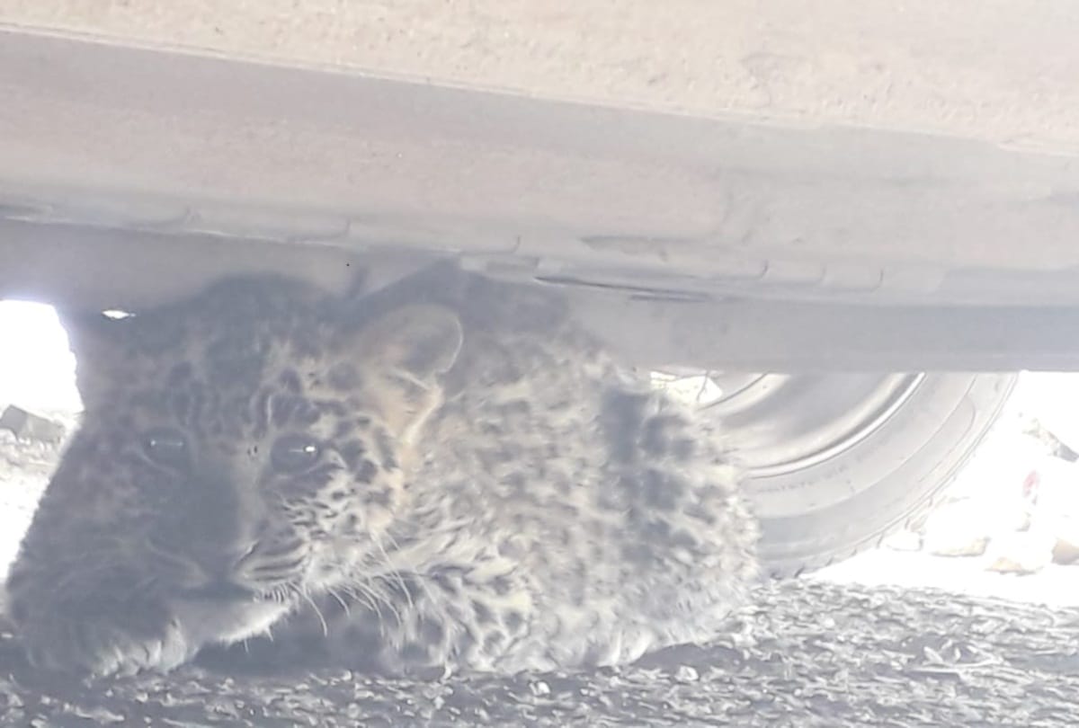 Leopards cub entered in the district court premises shimla