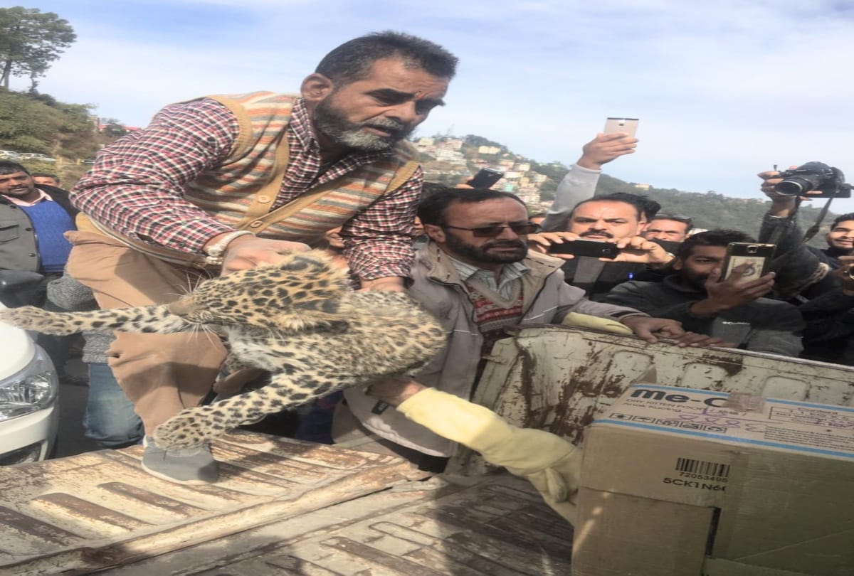 Leopards cub entered in the district court premises shimla