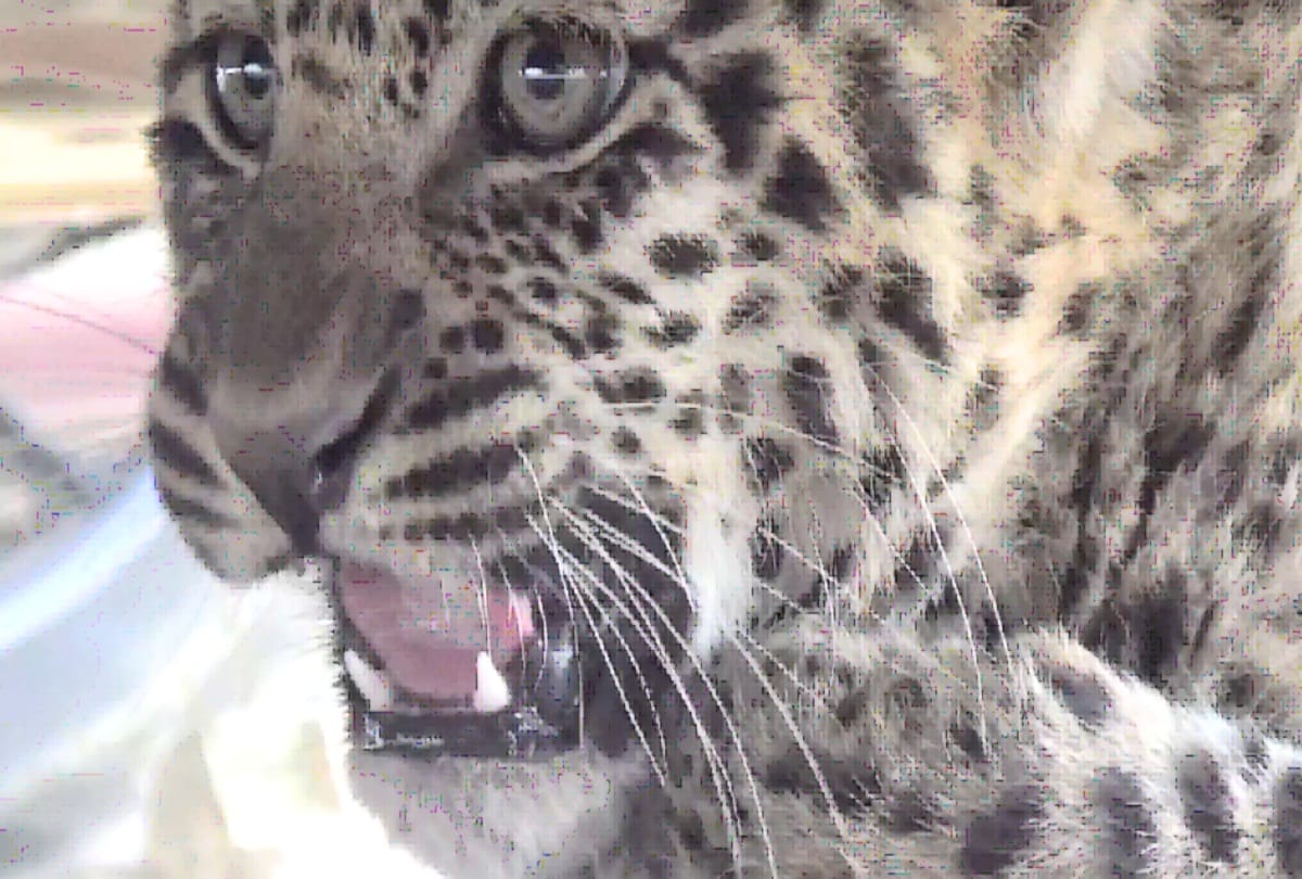 Leopard hunts 17 goats, creates panic in panchayat of sirmour