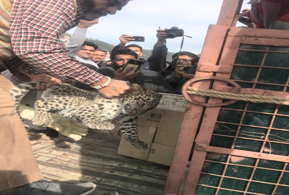 Leopards cub entered in the district court premises shimla