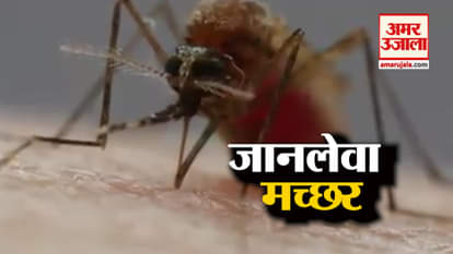 viral video this is how mosquitoes suck your blood