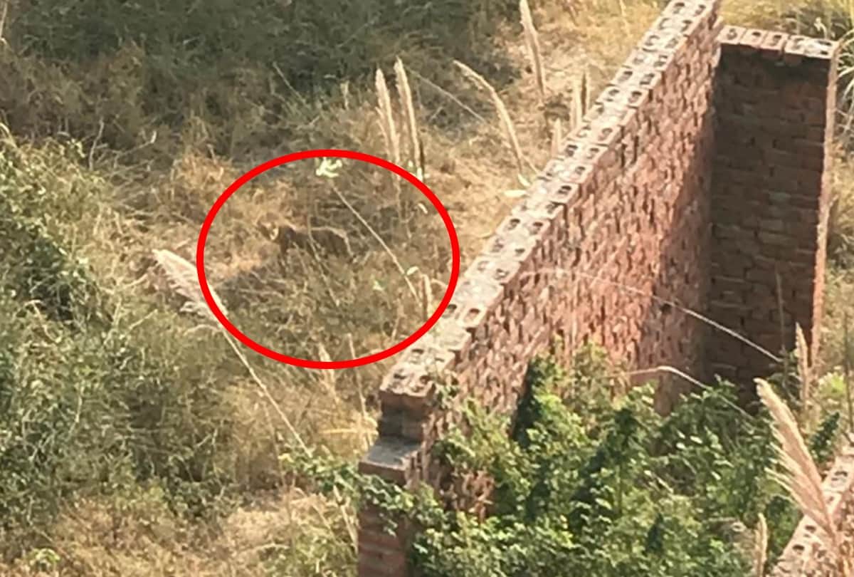 Weird Animal Found Near Hotel In Greater Noida Viral Images Strange News