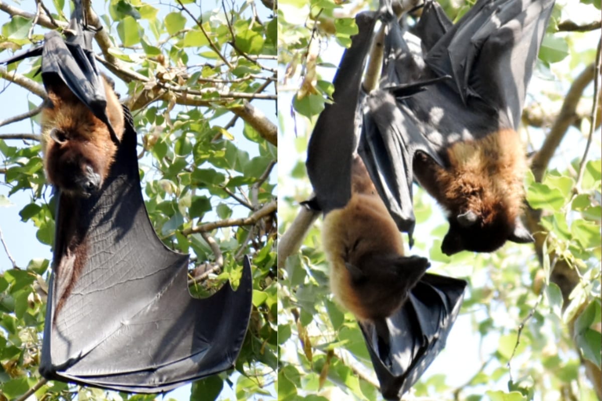 Bats can eat up to 600 bugs in an hour know interesting fact from meerut