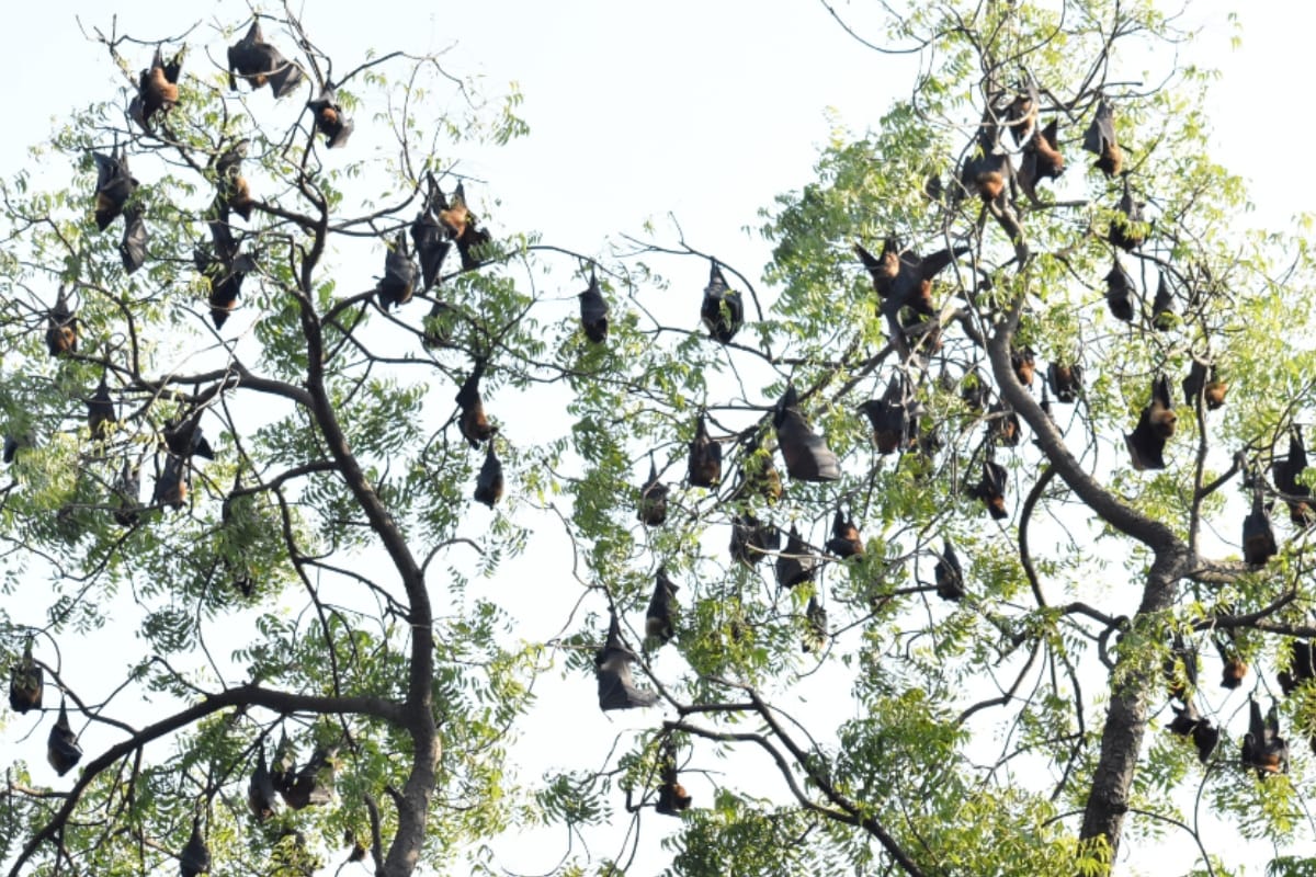 Bats can eat up to 600 bugs in an hour know interesting fact from meerut