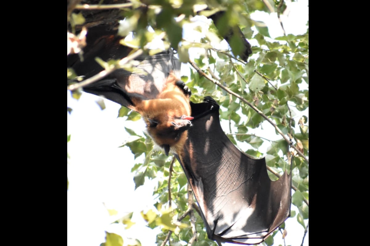 Bats can eat up to 600 bugs in an hour know interesting fact from meerut