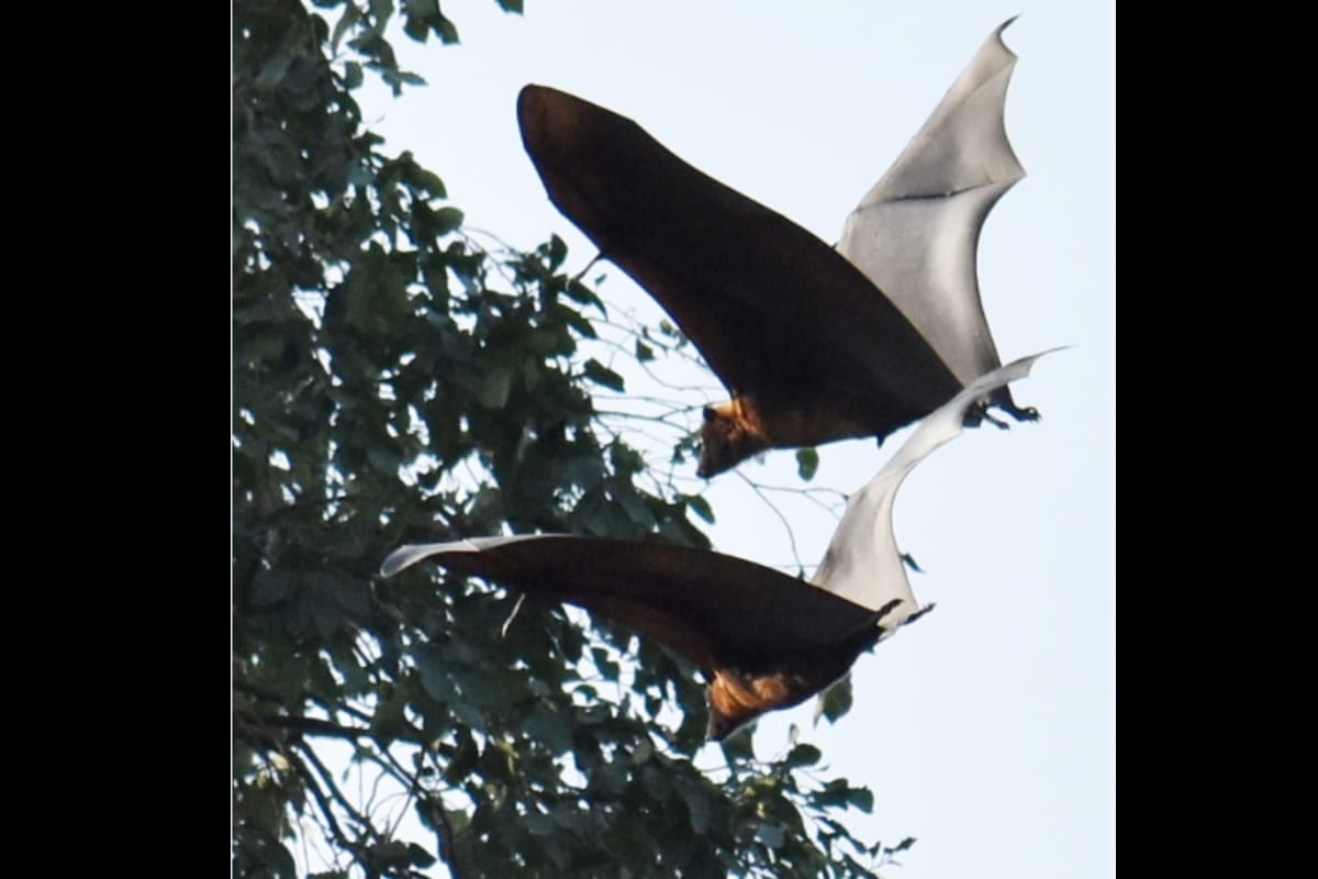 Bats can eat up to 600 bugs in an hour know interesting fact from meerut