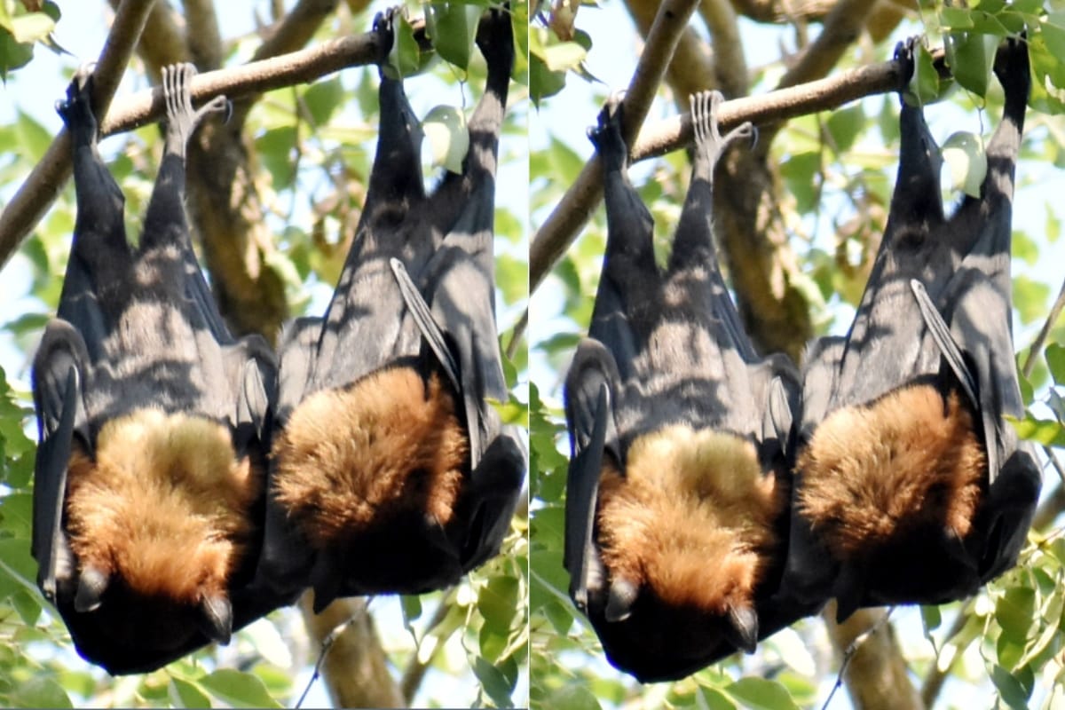 postmortem report revealing Bats died due to fierce heat in gorakhpur see photos