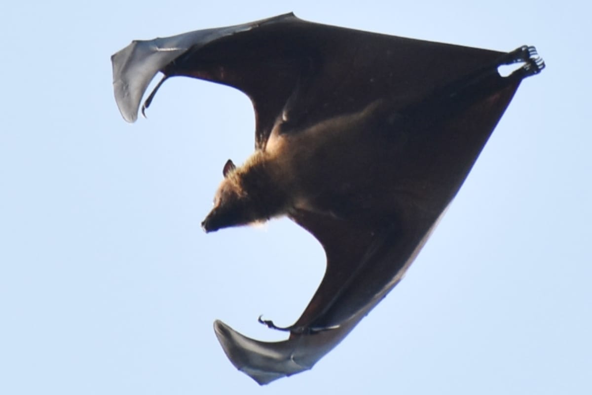 Not Only Coronavirus But Also Hendra, Nipah, Ebola Virus Comes from Bat, says experts