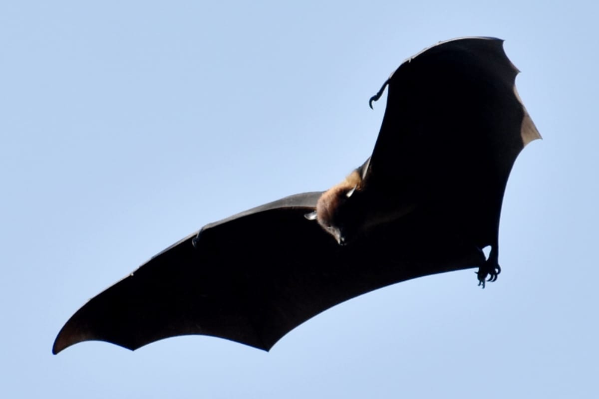 Many countries uses animals, mammals for war and Spying