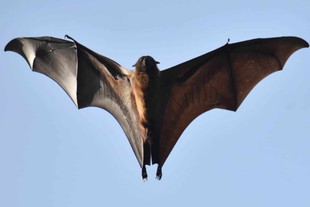 simultaneous evolutionary of bats and corona virus over millions of years: study