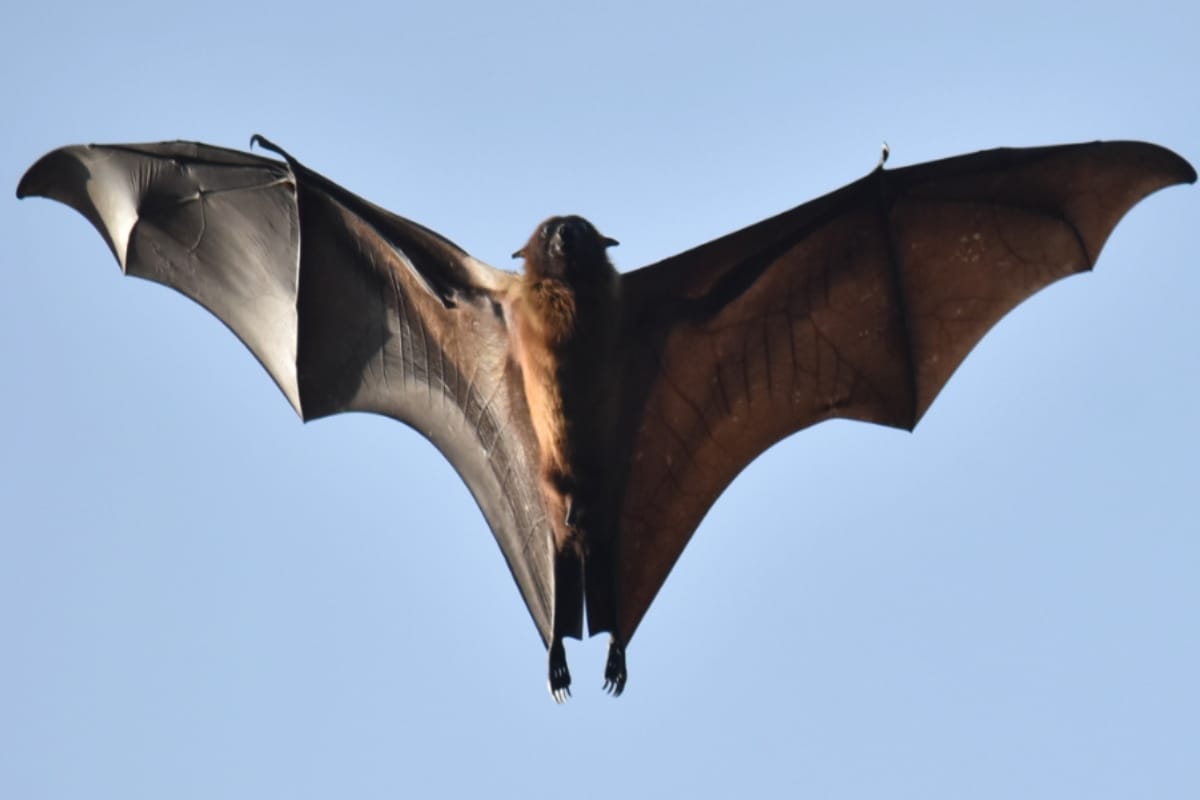 simultaneous evolutionary of bats and corona virus over millions of years: study