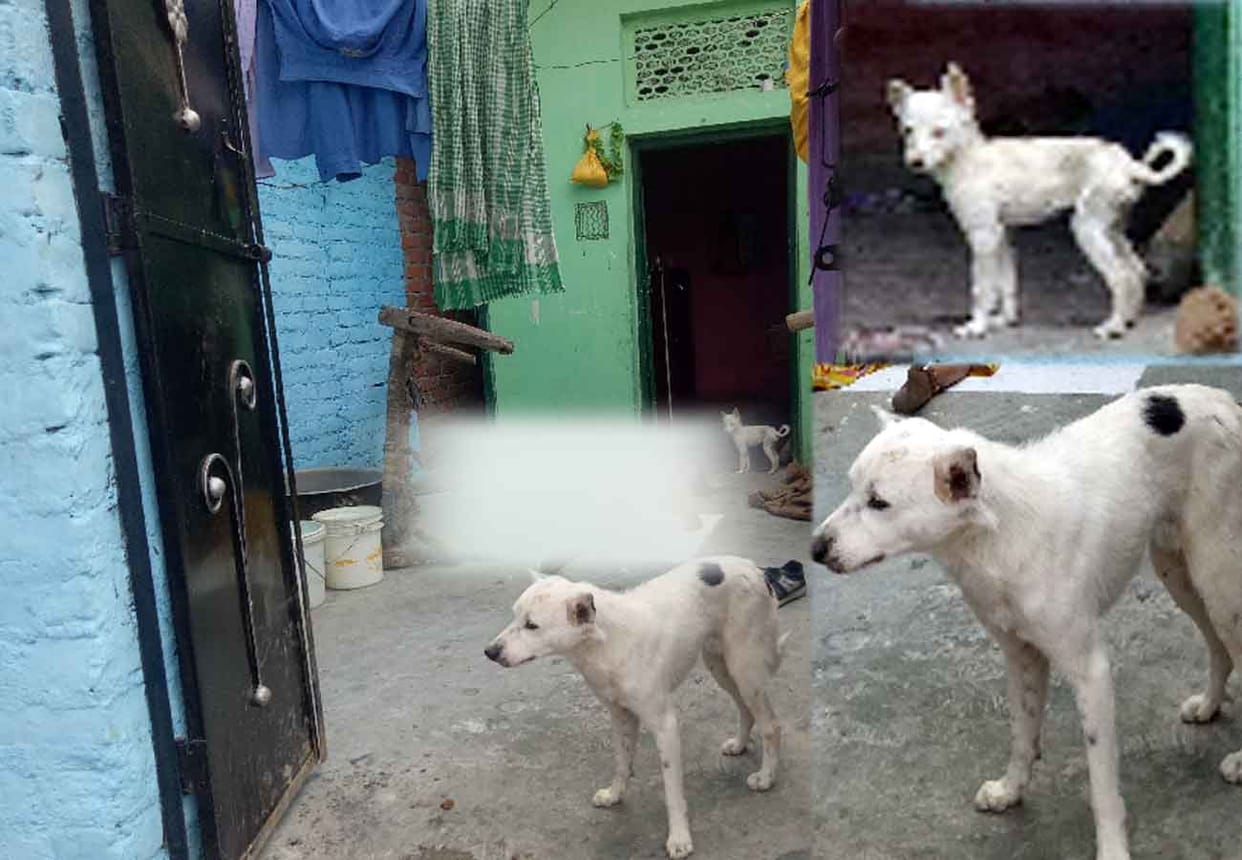faithful dogs and Frightening scene in room where two dead bodies lying