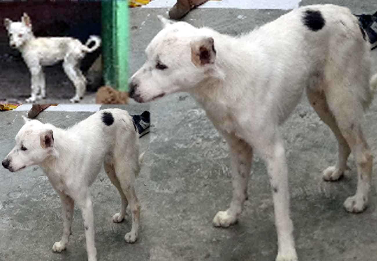 faithful dogs and Frightening scene in room where two dead bodies lying