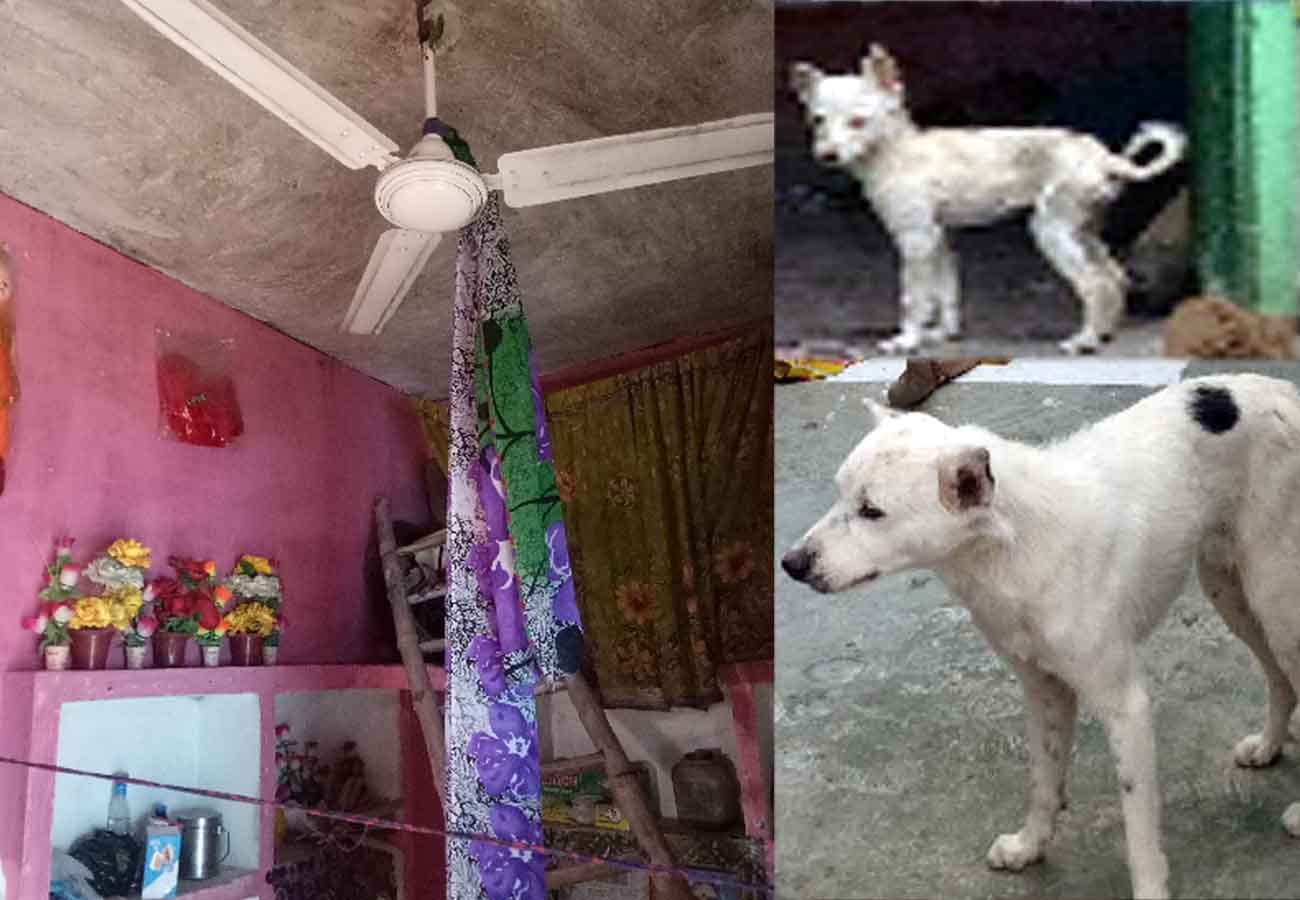 faithful dogs and Frightening scene in room where two dead bodies lying