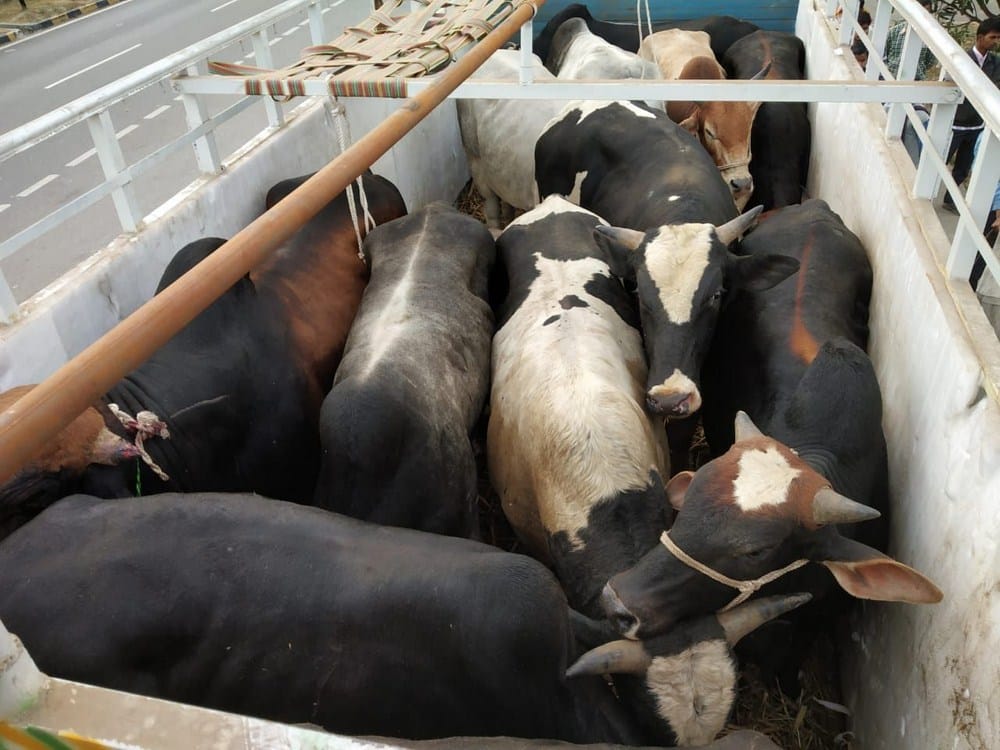 13 animals caught
