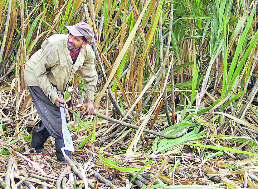 Four sugar mills paid 100 percent