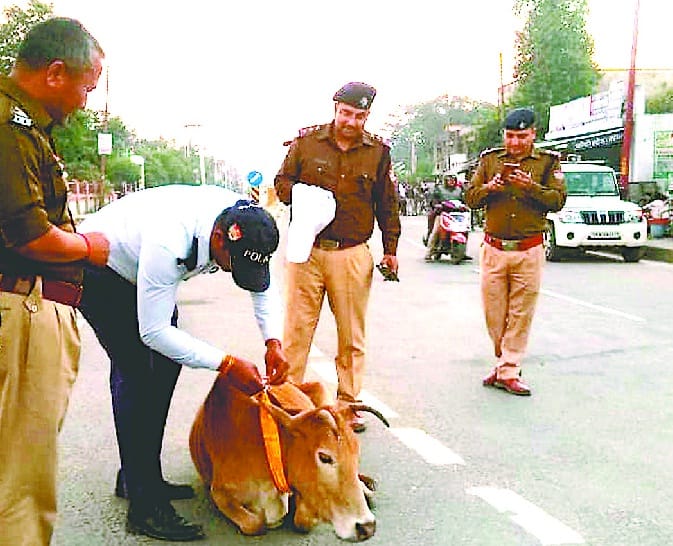 reflectors hanged on heirless animals