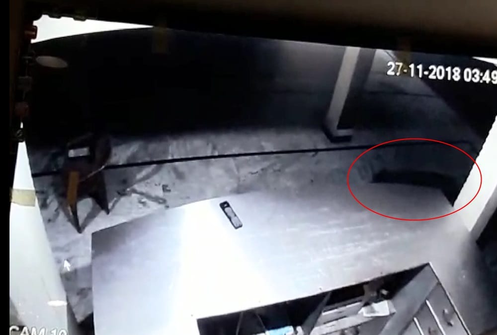 Leopard Walk in Hotel at midnight  uttarakhand
