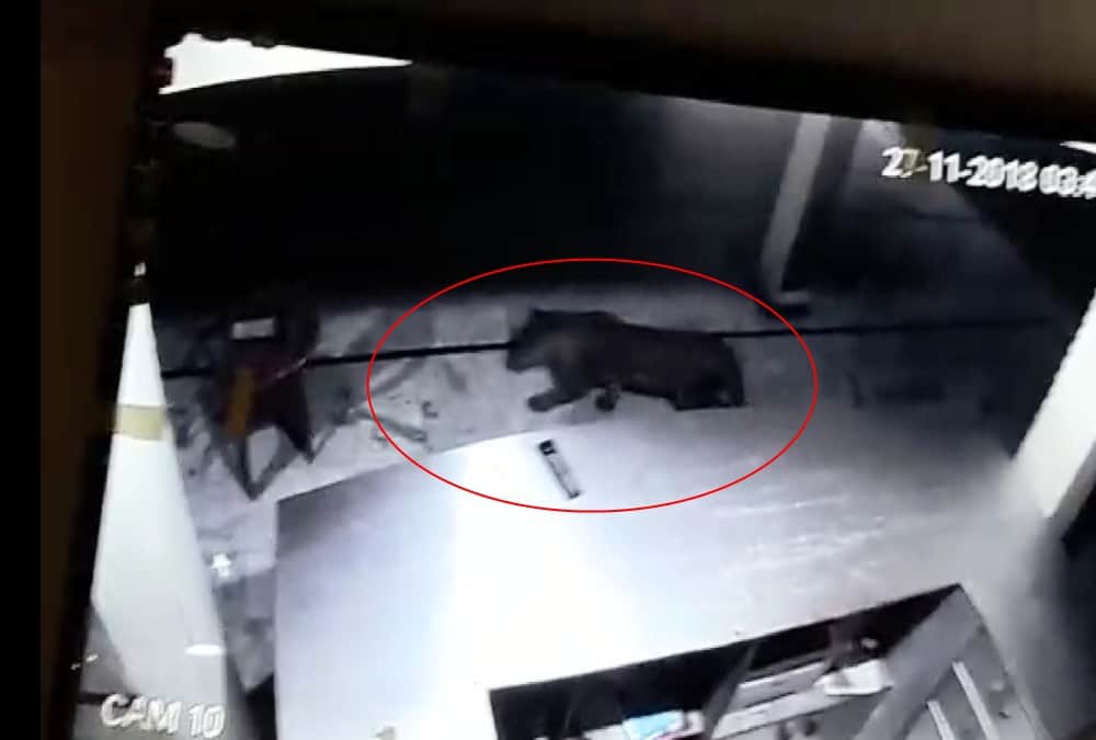 Leopard Walk in Hotel at midnight  uttarakhand