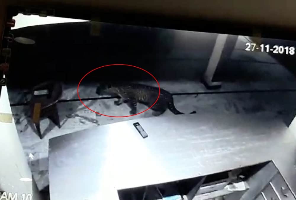 Leopard Walk in Hotel at midnight  uttarakhand