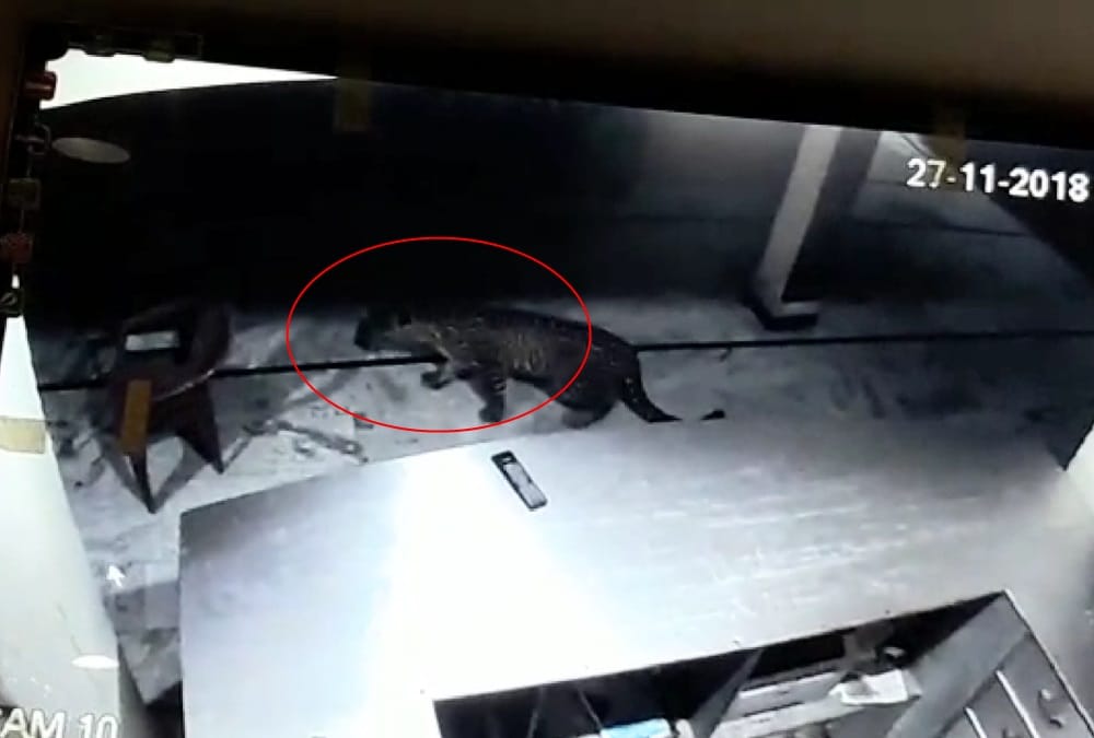 Leopard Walk in Hotel at midnight  uttarakhand