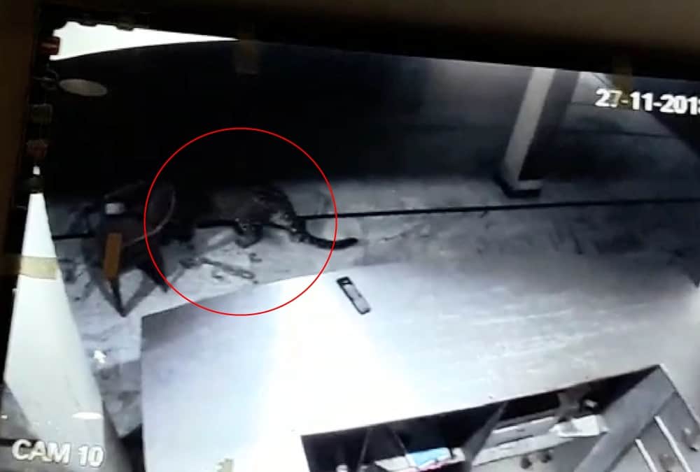 Leopard Walk in Hotel at midnight  uttarakhand