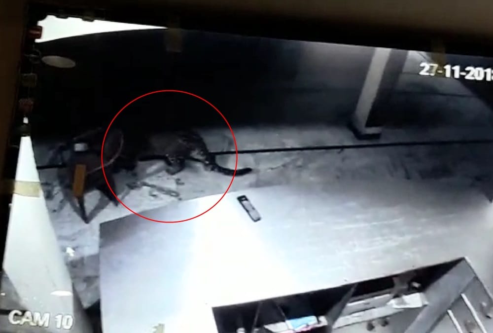 Leopard Walk in Hotel at midnight  uttarakhand