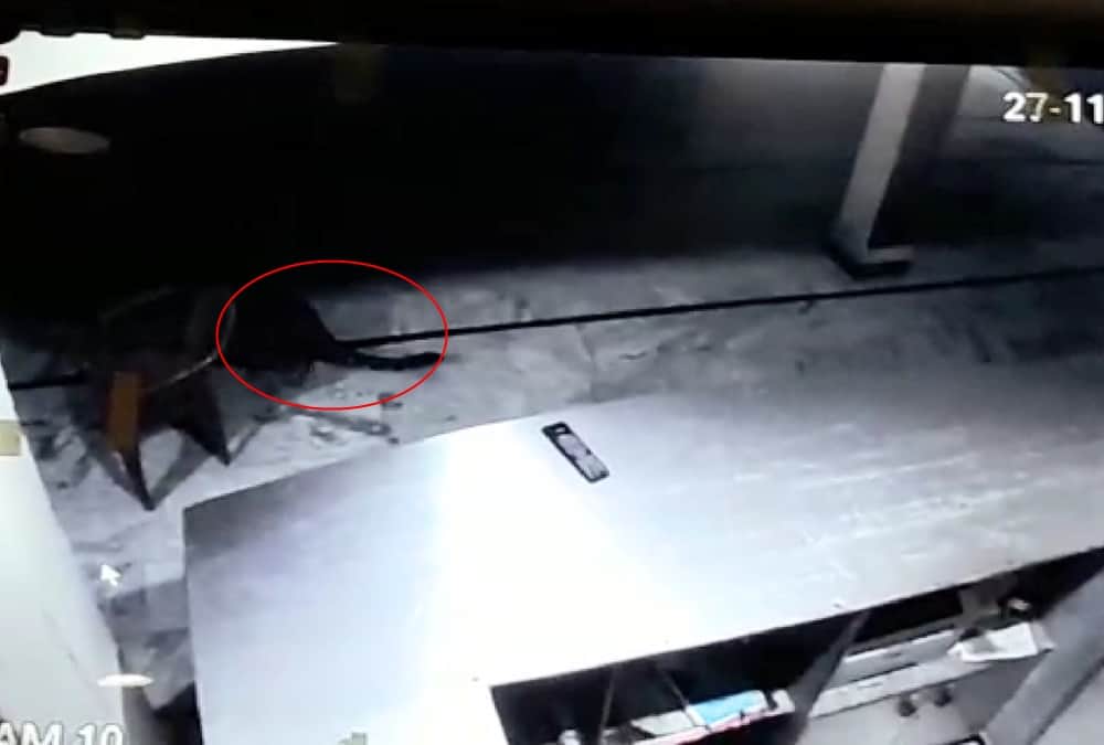 Leopard Walk in Hotel at midnight  uttarakhand