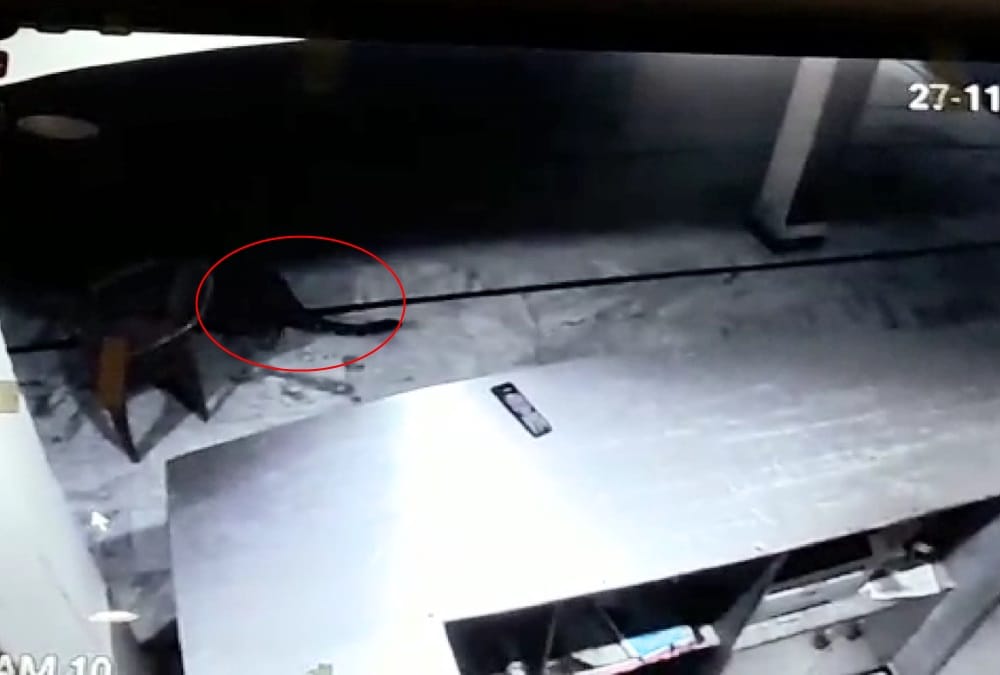 Leopard Walk in Hotel at midnight  uttarakhand