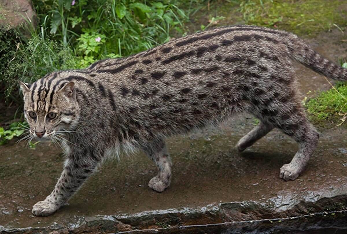 Weird Animal Found Near Hotel In Greater Noida Viral Images Strange News