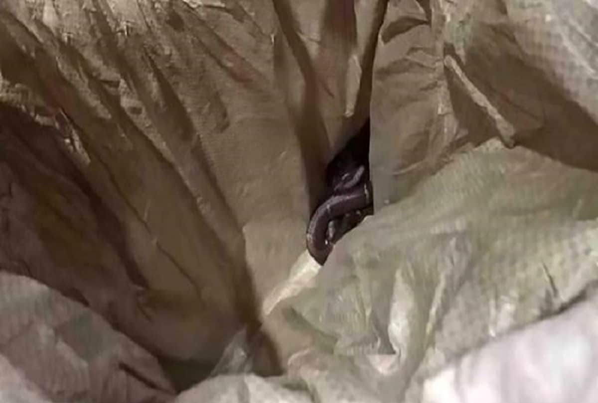 man uses snakes to rape woman dies after bite in china