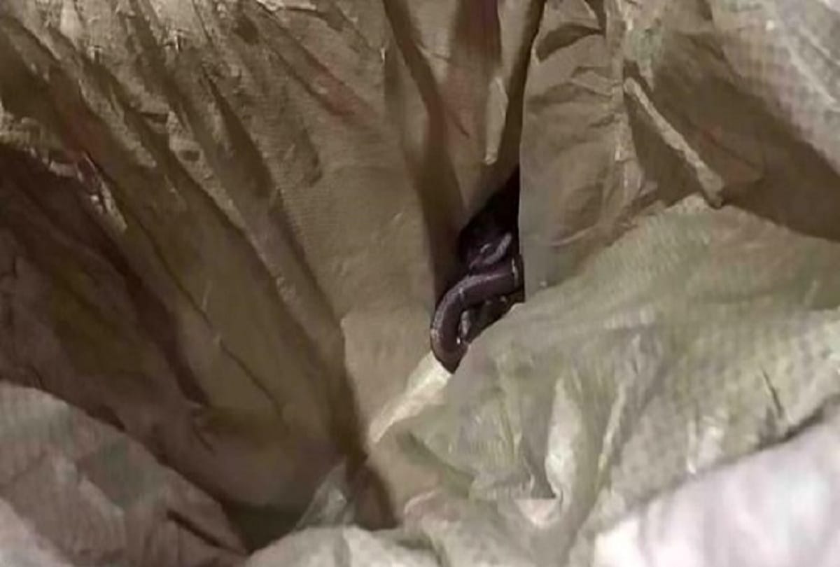 man uses snakes to rape woman dies after bite in china
