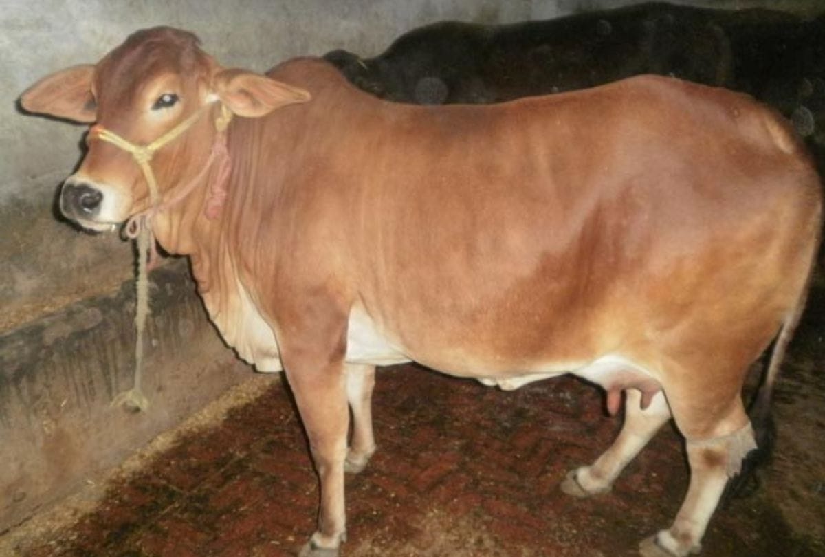 these 11 things makes cow sacred