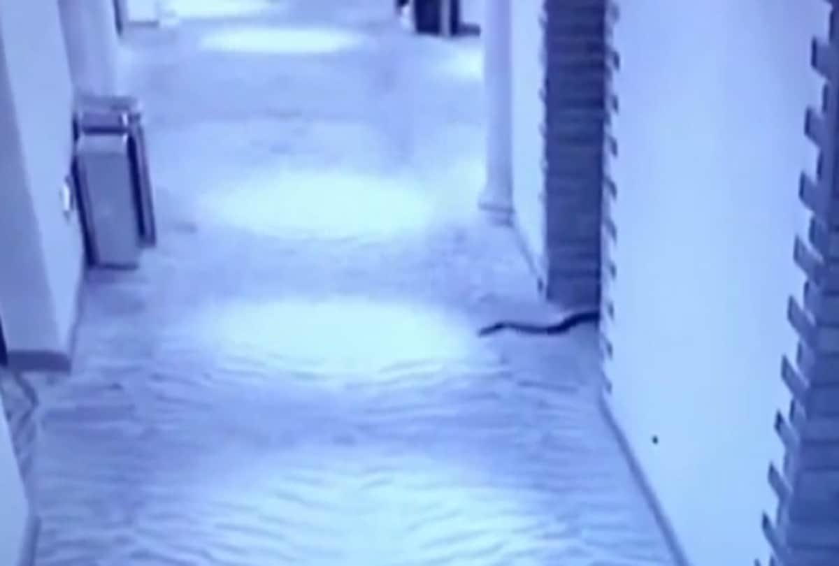 man uses snakes to rape woman dies after bite in china