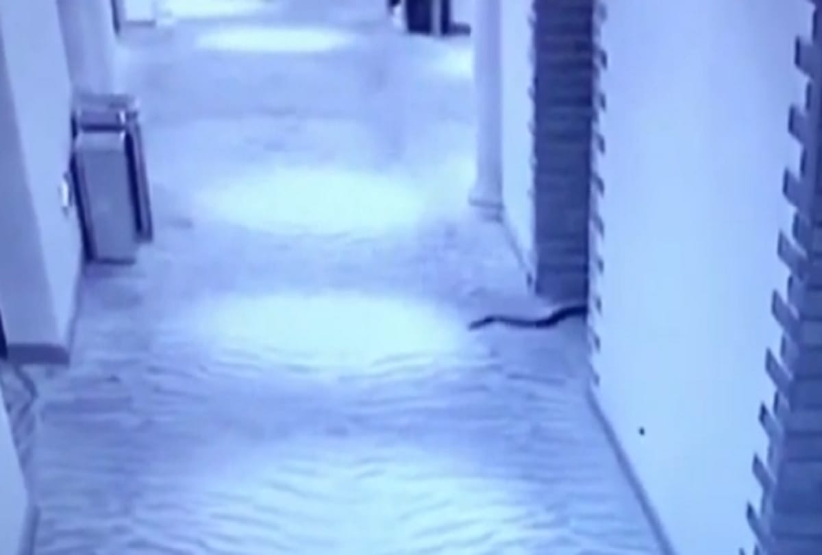 man uses snakes to rape woman dies after bite in china