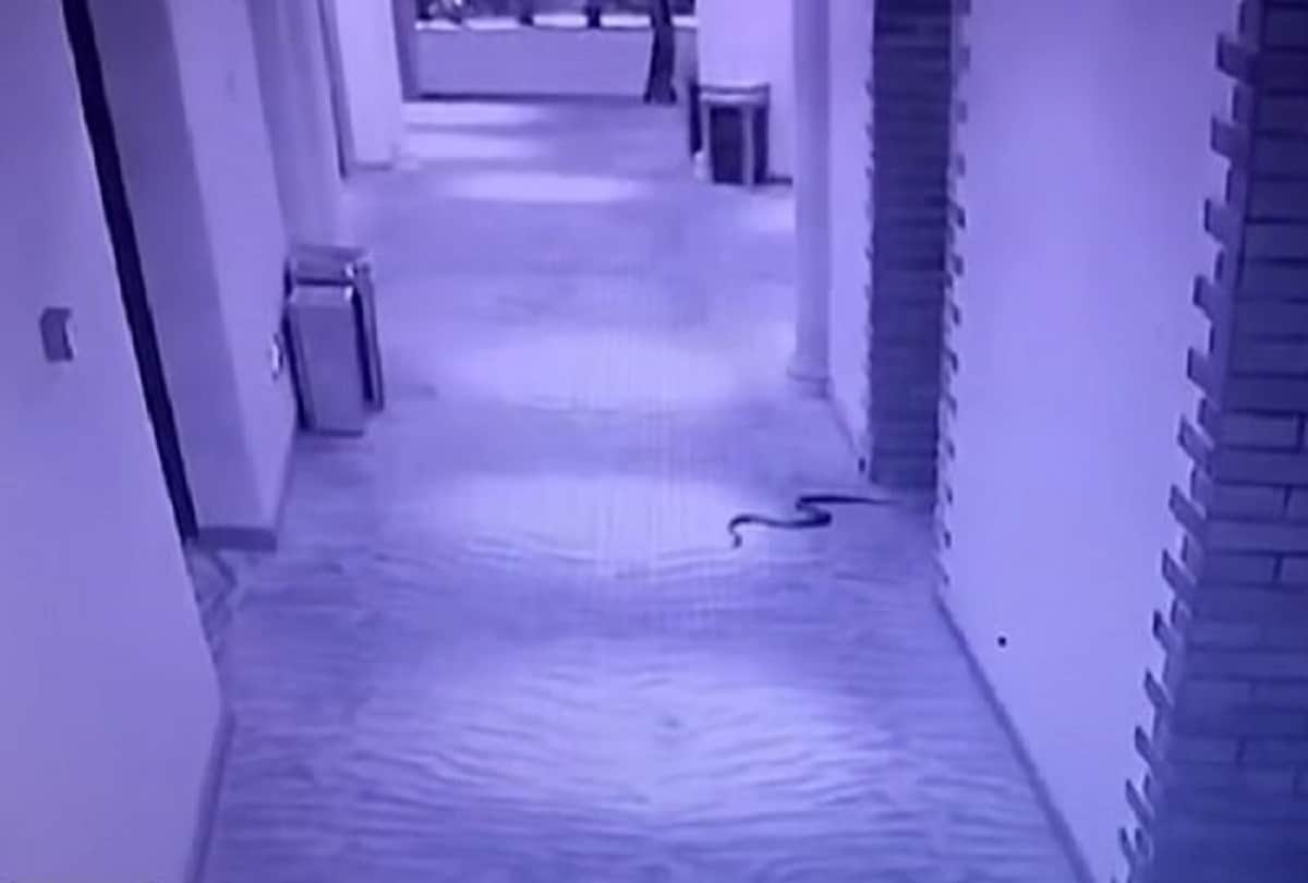 man uses snakes to rape woman dies after bite in china